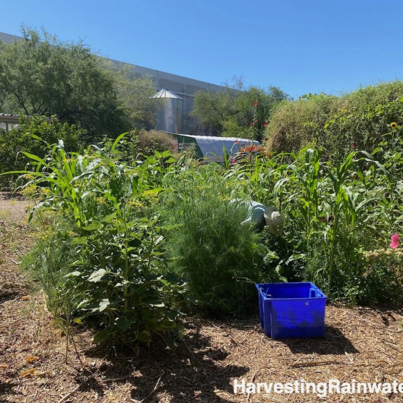 Nuestra Tierra Garden, looking up toward its rainwater tank, 2022