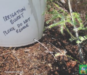 Drip irrigation buckets—a free, mobile drip irrigation system ...