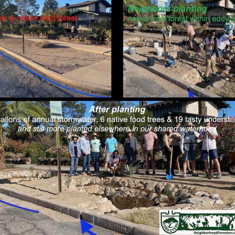 Before and after photos from 2024 neighborhood rain and native food forest planting